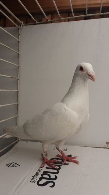 M 2012 vandut - De! voiajori vanduti