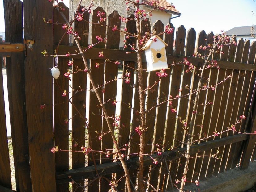 viburnum bodnantense Dawn - Copacei si arbusti 2017
