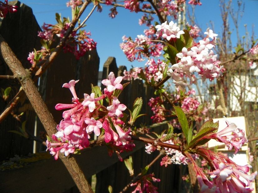 viburnum bodnantense Dawn - Copacei si arbusti 2017