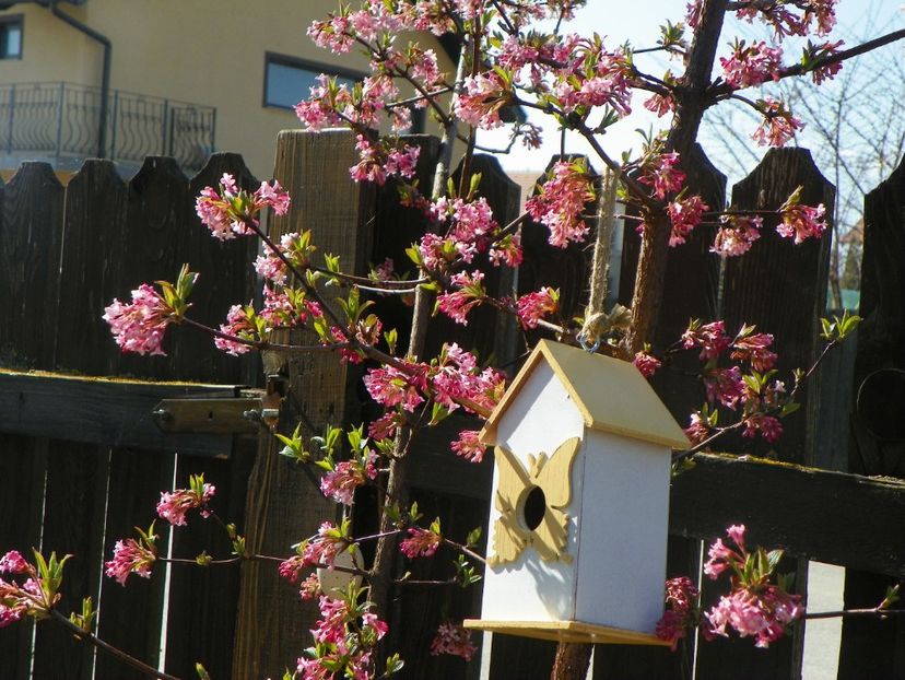 viburnum bodnantense Dawn - Copacei si arbusti 2017