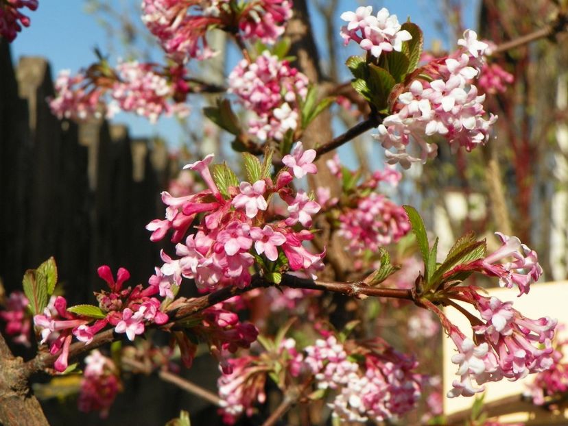 viburnum bodnantense Dawn - Copacei si arbusti 2017