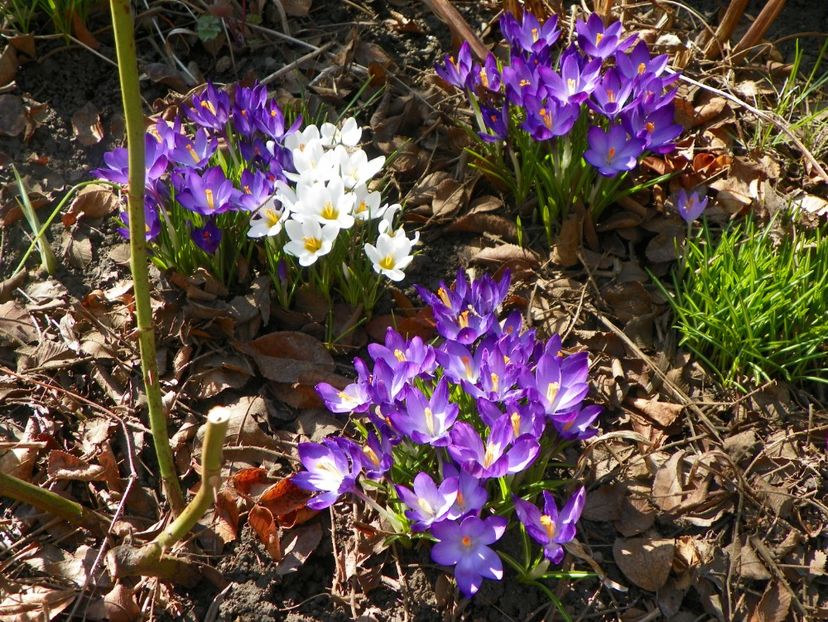 20 mart (3) - Primavara 2017