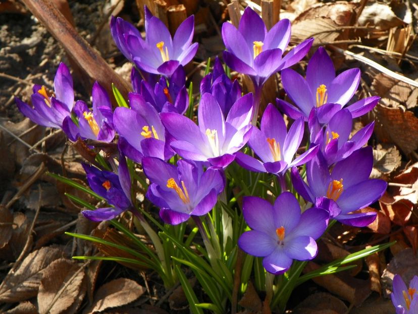 20 mart (4) - Primavara 2017