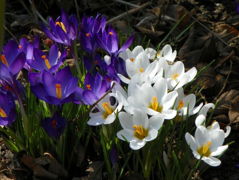 20 mart (6) - Primavara 2017