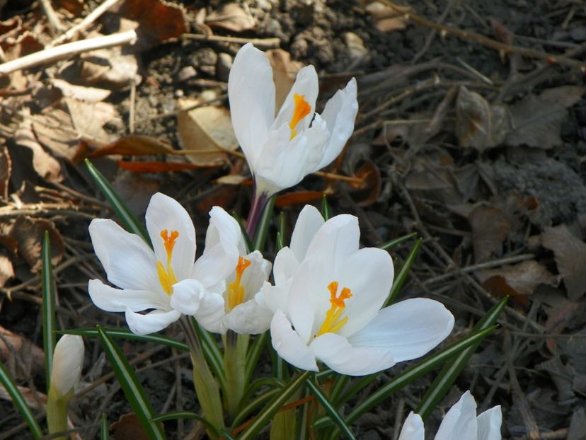 20 mart (11) - Primavara 2017