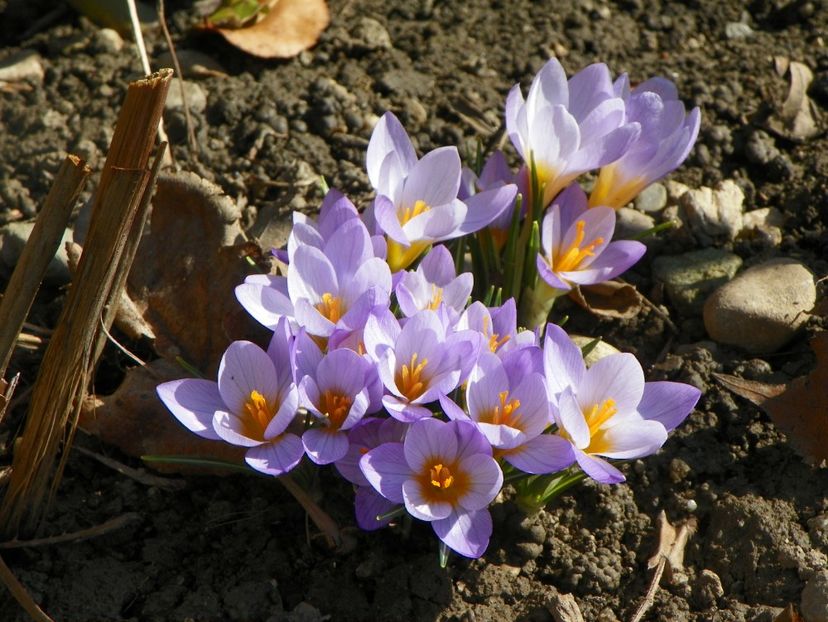 20 mart (13) - Primavara 2017