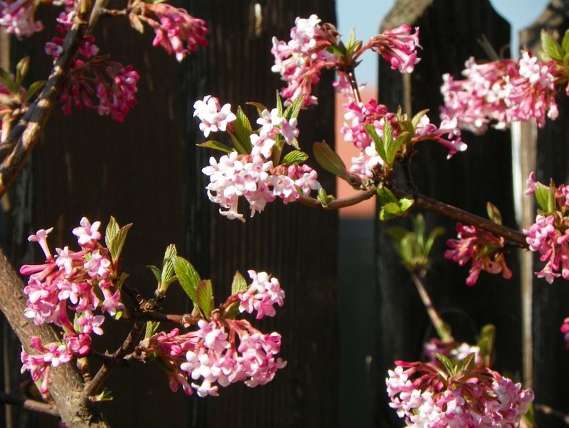 viburnum bodnantense Dawn - Copacei si arbusti 2017