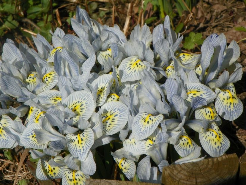 20 mart (16) - Primavara 2017