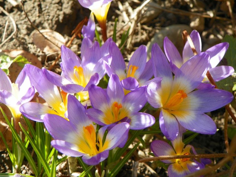 20 mart (18) - Primavara 2017