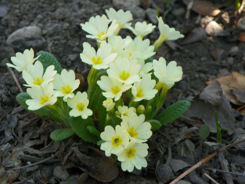 24 mart (4) - Primavara 2017