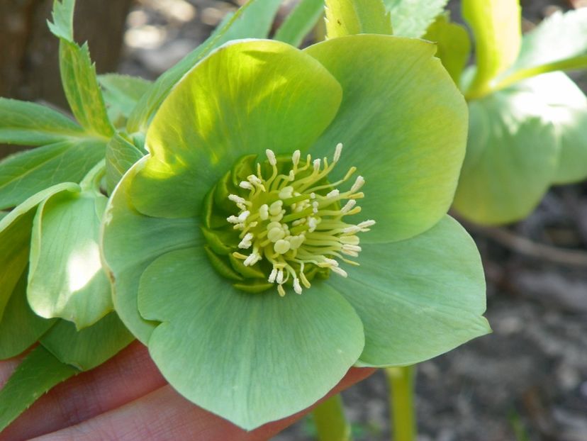 24 mart (5) - Primavara 2017