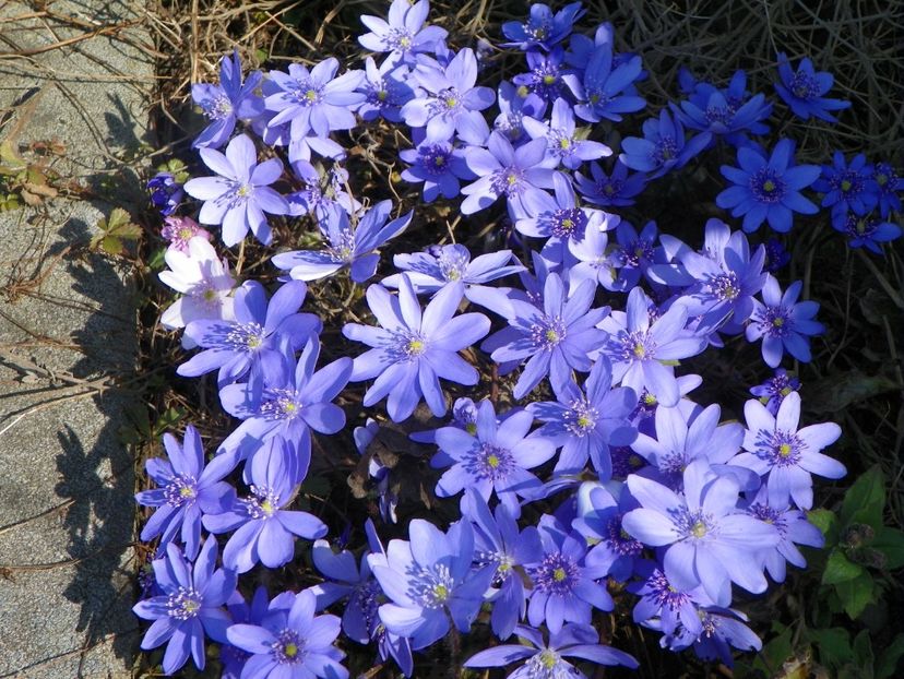 24 mart (14) - Primavara 2017