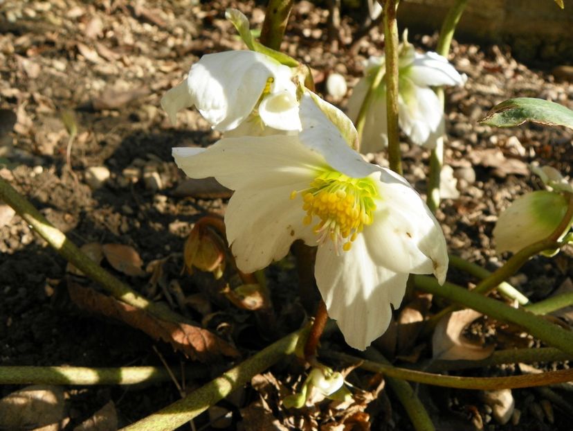 helleborus niger - Primavara 2017