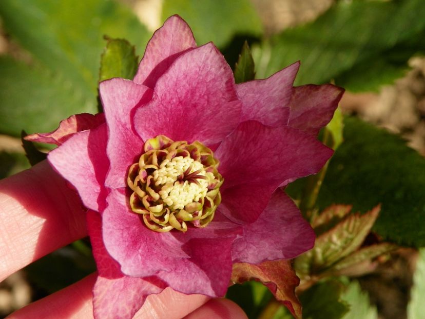 helleborus Double Crown Rose - Primavara 2017