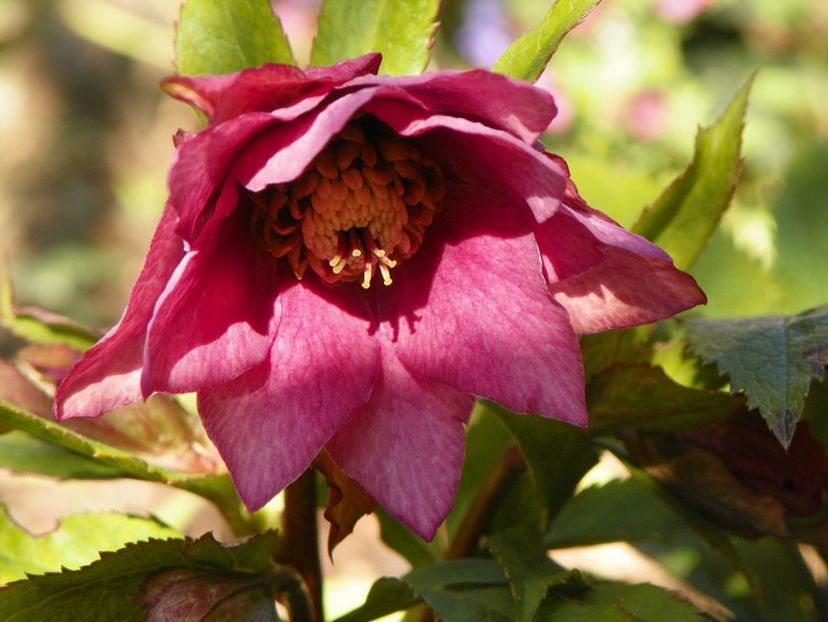helleborus Double Crown Rose - Primavara 2017