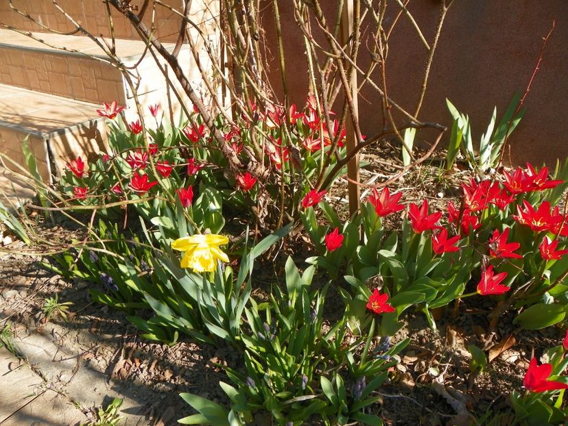 29 mart (20) - Primavara 2017