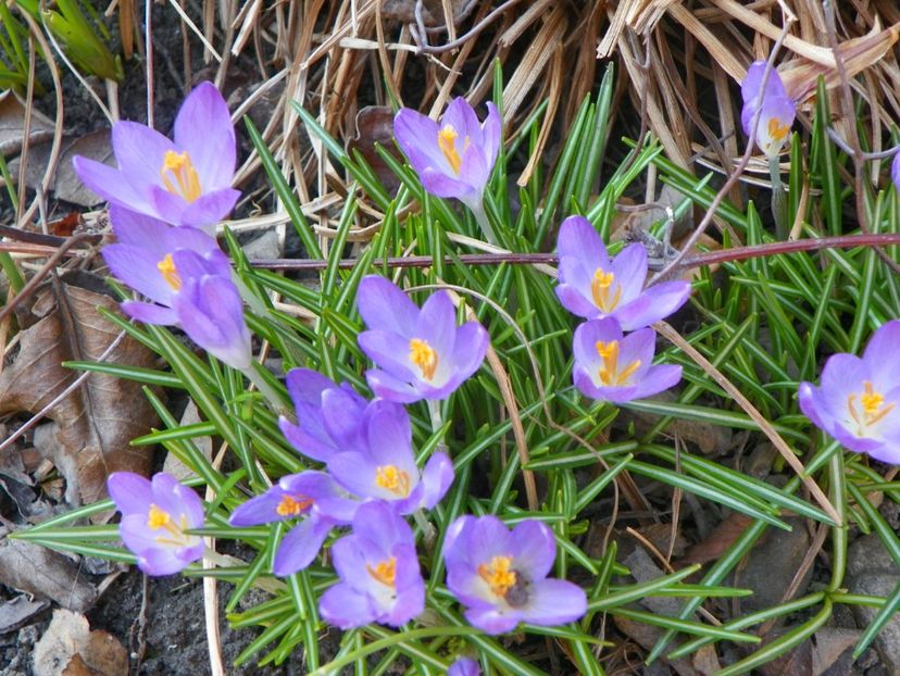 crocus Remembrance - Primavara 2017