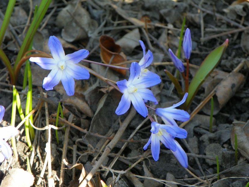 29 mart (33) - Primavara 2017