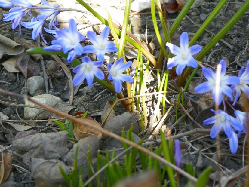 29 mart (35) - Primavara 2017