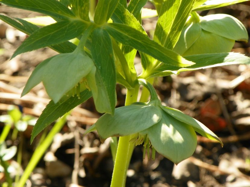 29 mart (37) - Primavara 2017