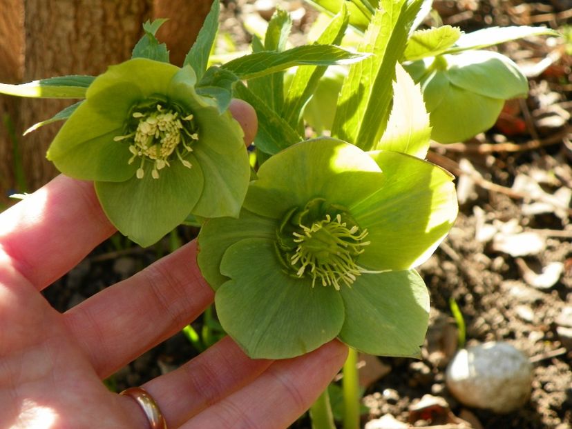 29 mart (38) - Primavara 2017