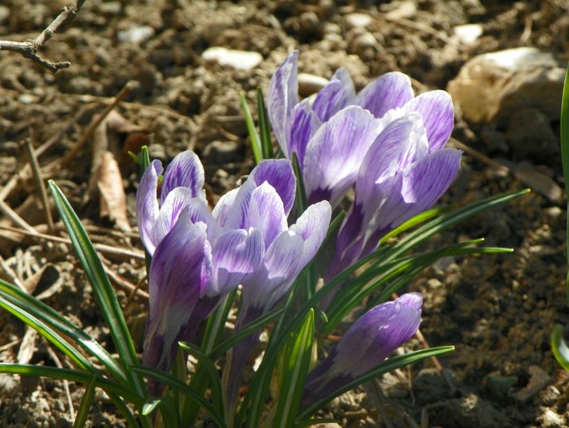 29 mart (40) - Primavara 2017