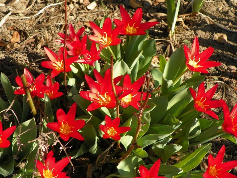 29 mart (42) - Primavara 2017