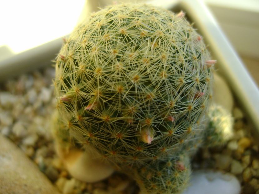 Mammillaria schiedeana ssp. giselae - Cactusi 2017