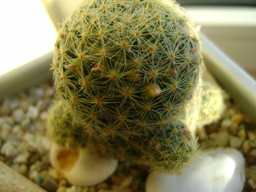 Mammillaria schiedeana ssp. giselae - Cactusi 2017