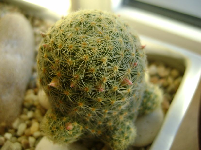 Mammillaria schiedeana ssp. giselae - Cactusi 2017