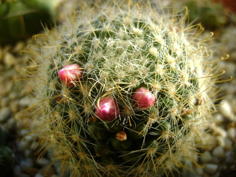 Mammillaria zeilmanniana, boboci - Cactusi 2017