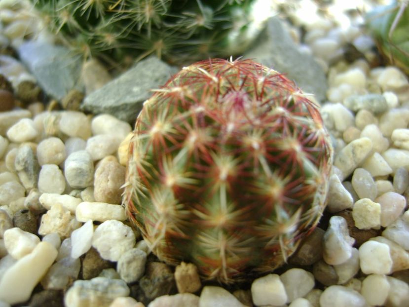 Echinocereus viridiflora - Cactusi 2017
