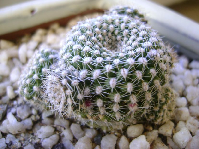Rebutia krainziana, boboci - Cactusi 2017