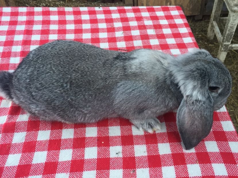 M1 - Cuib 2 din 23 Ian 2017