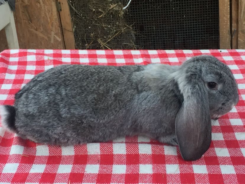 M2 - Cuib 2 din 23 Ian 2017