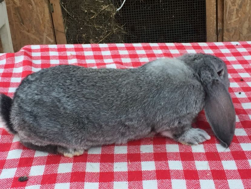 M3 - Cuib 2 din 23 Ian 2017