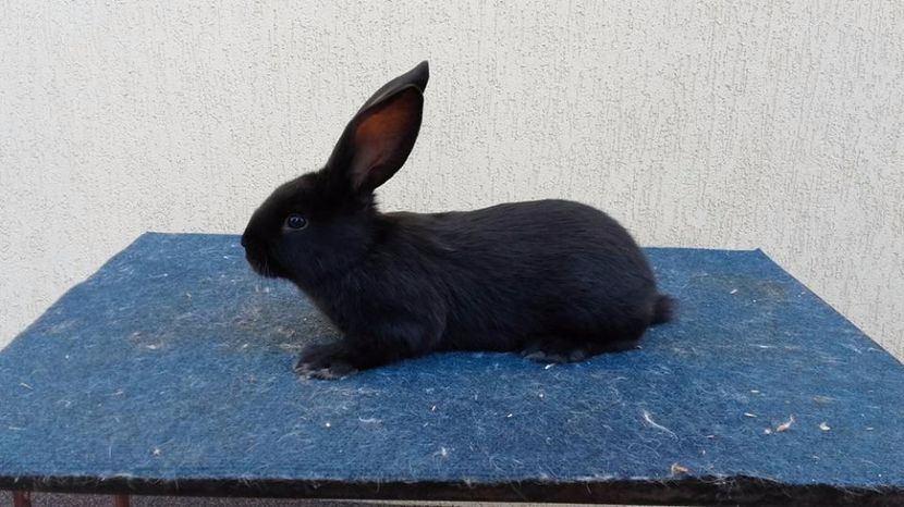  - pui pestrit 2 din 14 februarie