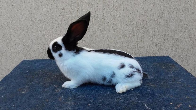  - pui pestrit 2 din 14 februarie