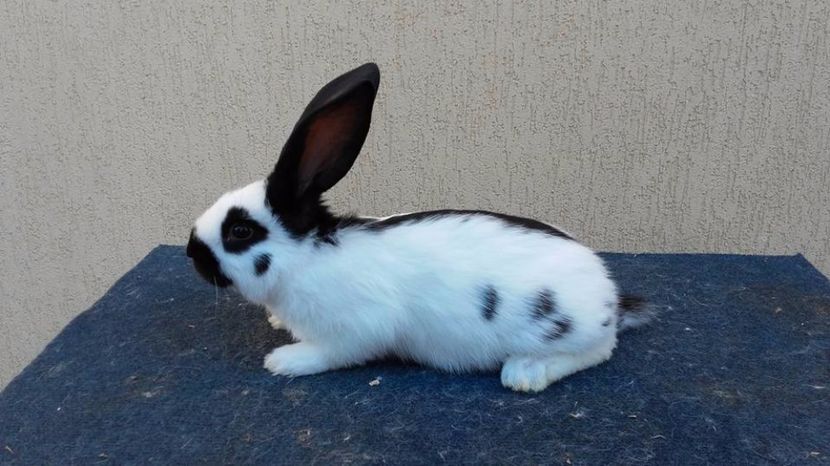  - pui pestrit 2 din 14 februarie