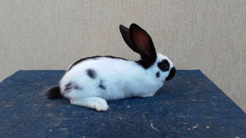  - pui pestrit 2 din 14 februarie