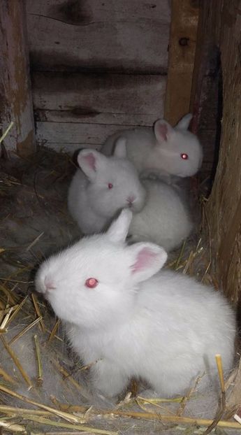 17622034_1356849267741755_2356695146117435660_o - pui neo din 6 03 2016