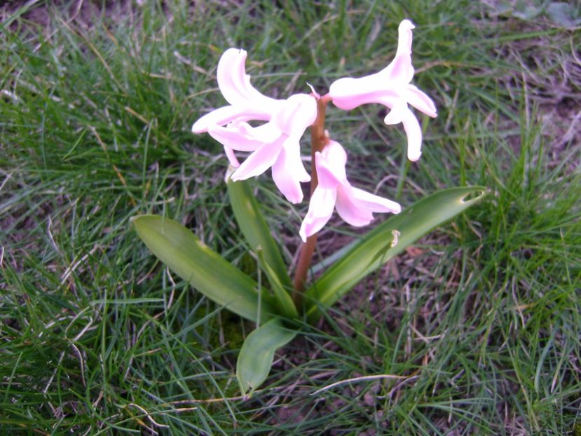 Zambile - Primavara 2017