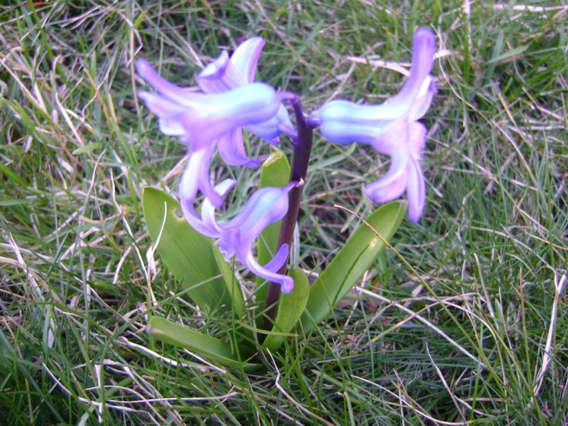 Zambile - Primavara 2017