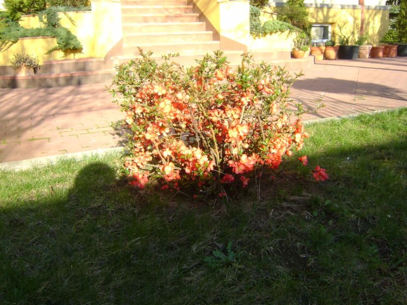 Gutui japonez - Primavara 2017