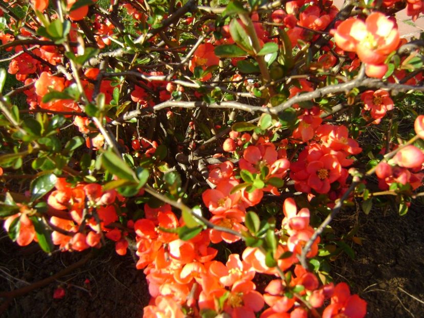 Gutui japonez - Primavara 2017