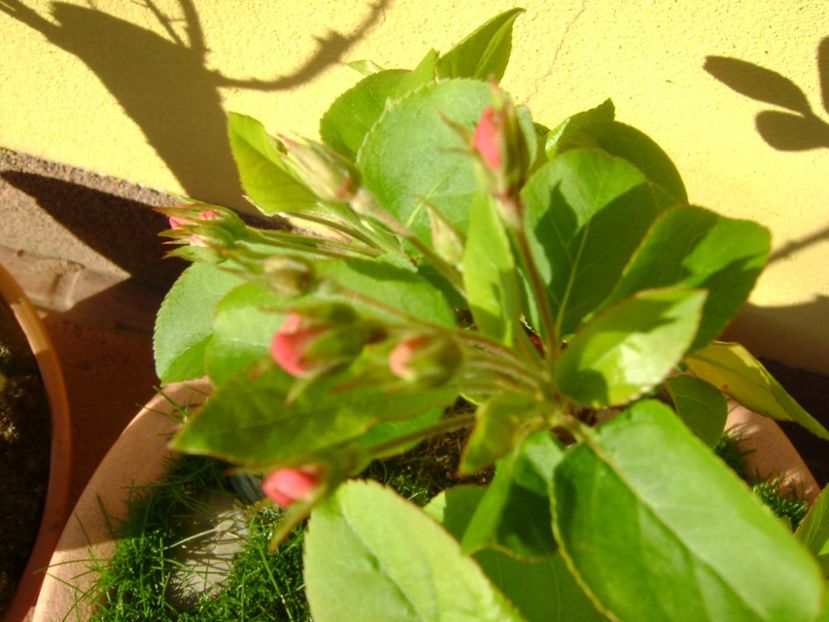 Mar decorativ, boboci - Primavara 2017