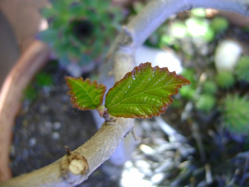 Arbore magic persan, frunze noi - Primavara 2017