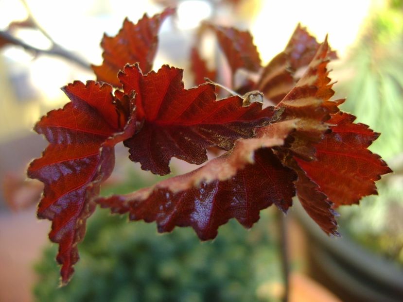 Mesteacan negru, frunze noi - Primavara 2017