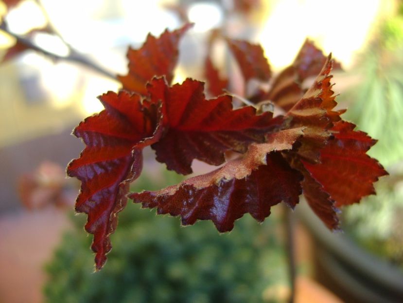 Mesteacan negru, frunze noi - Primavara 2017