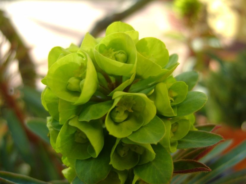 Euphorbia amygdaloides flori - Primavara 2017